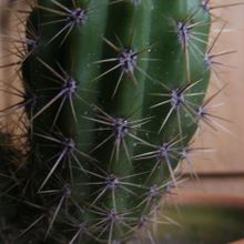 Una foto de Echinopsis lamprochlora