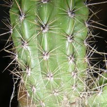 Una foto de Echinopsis lamprochlora