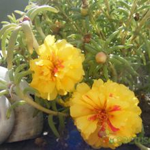 A photo of Portulaca grandiflora