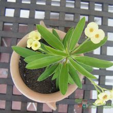 Una foto de Euphorbia milii var. milii