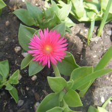 A photo of Mesembryanthemum cordifolium