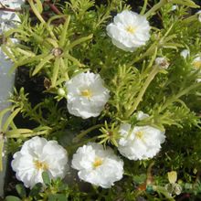A photo of Portulaca grandiflora