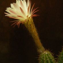 Una foto de Echinopsis lamprochlora