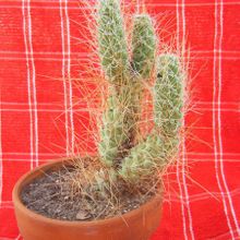 A photo of Tephrocactus weberi