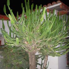 A photo of Euphorbia grandidens
