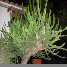 A photo of Euphorbia grandidens