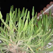A photo of Euphorbia grandidens
