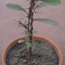 Una foto de Euphorbia milii var. milii