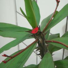 Una foto de Euphorbia milii var. splendens