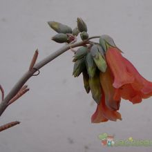 A photo of Bryophyllum delagoense
