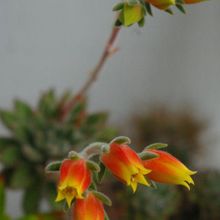 Una foto de Echeveria X Set oliver (E. setosa x E. harmsii) (Hibrido)