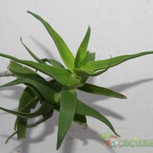 A photo of Aloe ciliaris