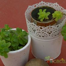 Una foto de Sedum kimnachii