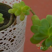 Una foto de Sedum kimnachii