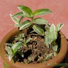 Una foto de Tradescantia fluminensis
