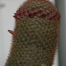 A photo of Mammillaria spinosissima ssp. spinosissima