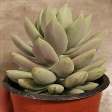 Foto de un cactus que se está identificando actualmente