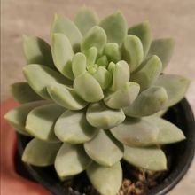 Foto de un cactus que se está identificando actualmente
