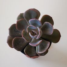 Photo of a cactus currently being identified