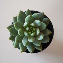 Foto de un cactus que se está identificando actualmente