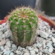 Una foto de Echinopsis oxygona