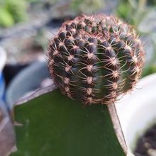 Una foto de Echinopsis ancistrophora subsp. pojoensis