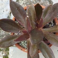 Photo of a cactus currently being identified