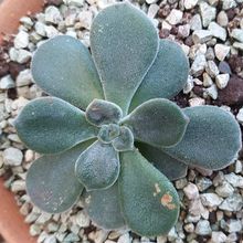 A photo of Echeveria pulvinata