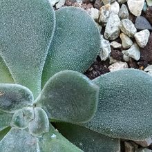 A photo of Echeveria pulvinata