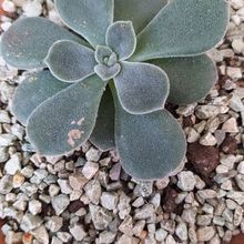 A photo of Echeveria pulvinata