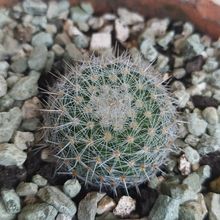 Foto de un cactus que se está identificando actualmente