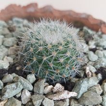 Foto de un cactus que se está identificando actualmente