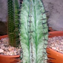 Una foto de Euphorbia aggregata