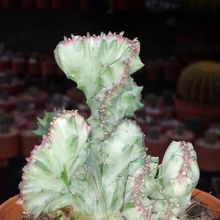 Una foto de Euphorbia lactea fma. crestada variegada