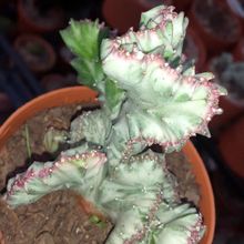 Una foto de Euphorbia lactea fma. crestada variegada