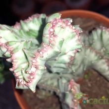 Una foto de Euphorbia lactea fma. crestada variegada