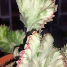 Una foto de Euphorbia lactea fma. crestada variegada