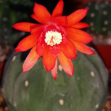 A photo of Matucana madisoniorum