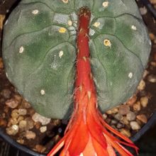 A photo of Matucana madisoniorum