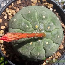 A photo of Matucana madisoniorum
