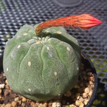 A photo of Matucana madisoniorum