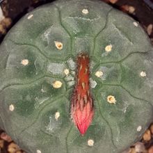 A photo of Matucana madisoniorum