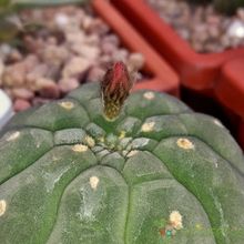 A photo of Matucana madisoniorum