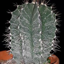 Una foto de Astrophytum ornatum