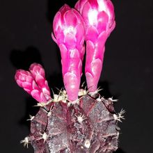 A photo of Gymnocalycium mihanovichii cv. hibotan