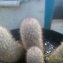 A photo of Mammillaria pottsii