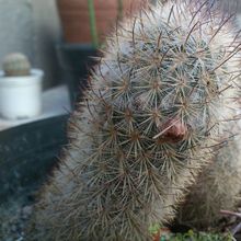 A photo of Mammillaria pottsii