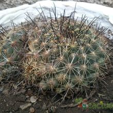 A photo of Coryphantha ramillosa