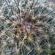 A photo of Coryphantha ramillosa