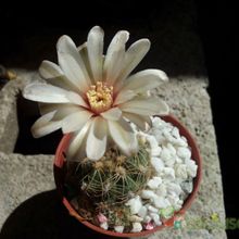 A photo of Gymnocalycium calochlorum